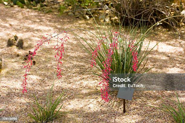Red Yucca - zdjęcia stockowe i więcej obrazów Czerwony - Czerwony, Juka, Ameryka Łacińska