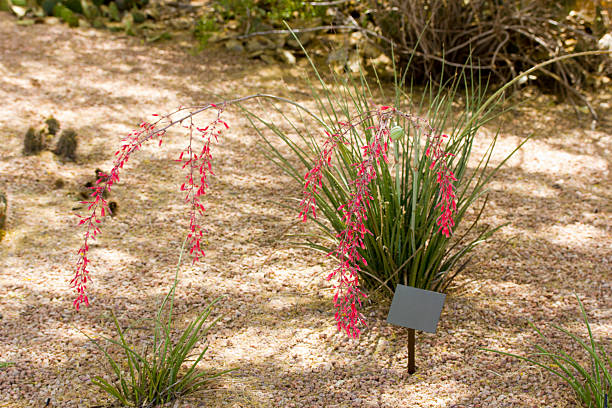red yucca - thorn spiked flower head blossom - fotografias e filmes do acervo