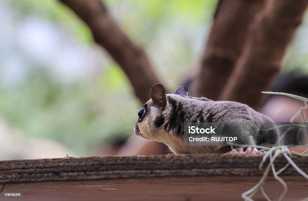 Небольшой Поссум или Сахарная сумчатая летяга - Стоковые фото Squirrel Glider роялти-фри