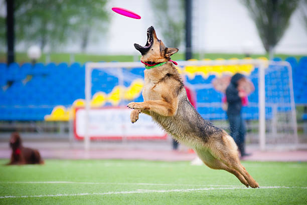 frisbee berger allemand attraper - dog retrieving german shepherd pets photos et images de collection