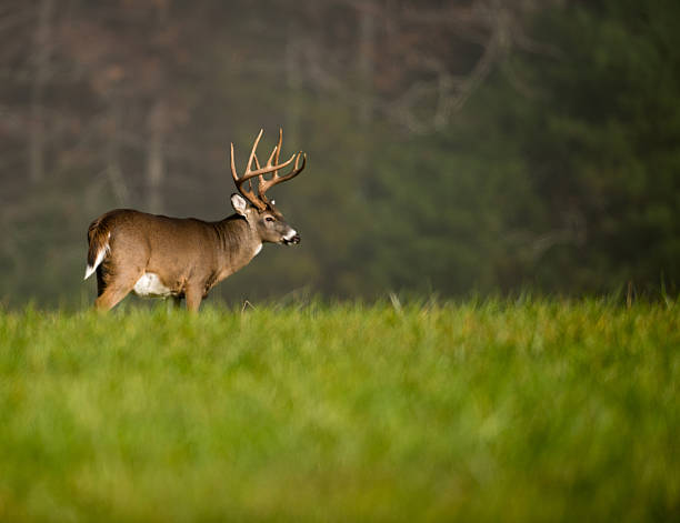 Large brown white-tailed deer buck stood in some green grass A white-tailed deer buck, standing in a green meadow on one side of the image with a dark forest in the background.  The buck has pronged antlers on top of its head and a white underbelly, with white visible in his neck and tale. white tail deer stock pictures, royalty-free photos & images