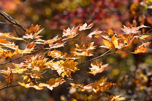 A carpet of autumn leaves after a fall of rain.