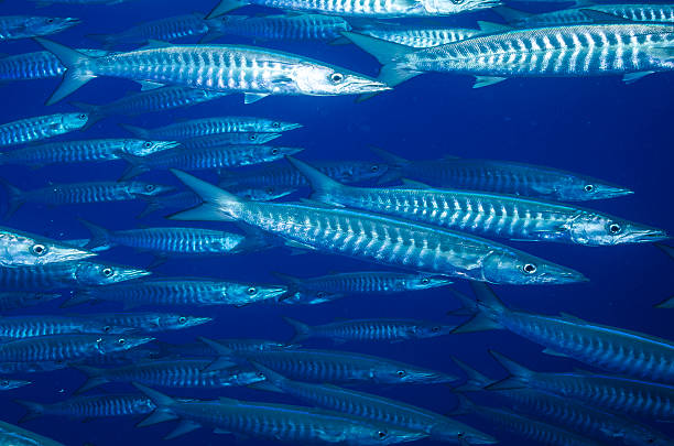 istock School of Baracuda swim in deep blue ocean 178118752