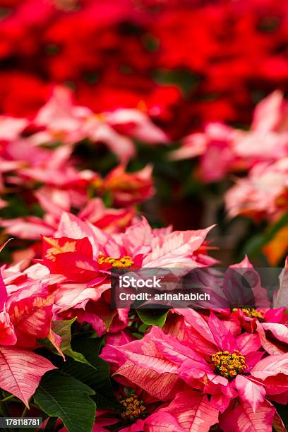 Poinsettias Stock Photo - Download Image Now - Christmas, Euphorbiaceae, Flower Head