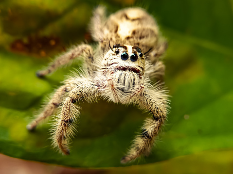 Hyllus is a genus of the spider family Salticidae. Most species occur in Africa and Madagascar, with many in Australasia and north to India.
