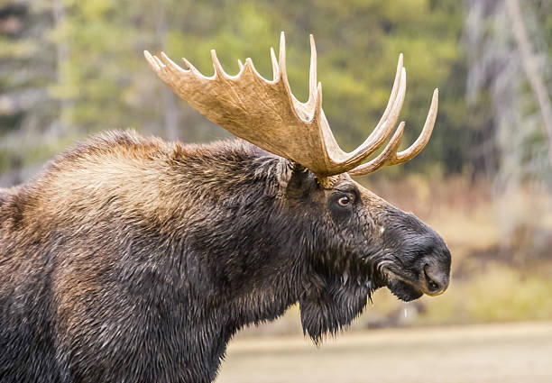 excelentes retrato de alce - alce macho fotografías e imágenes de stock