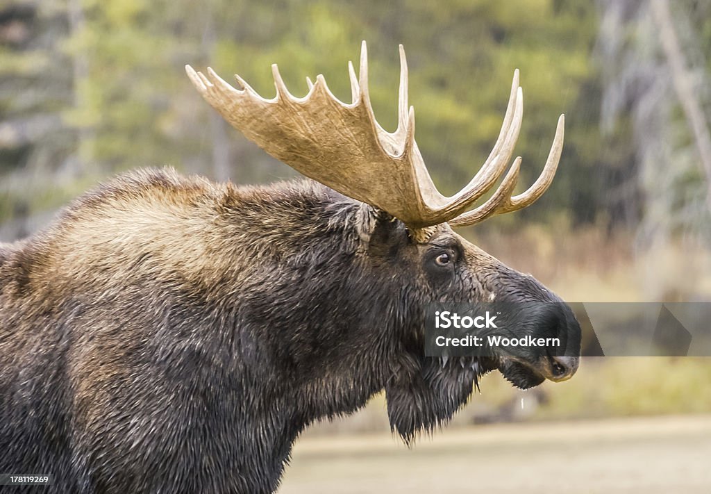 Great Moose Portrait Close-up portrait of a bull moose with antlers in Grand Teton National Park, Wyoming Moose Stock Photo