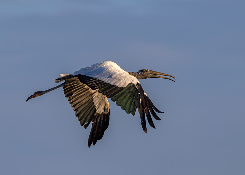 A single wood stork flying at sunset on the coast of South Carolina.