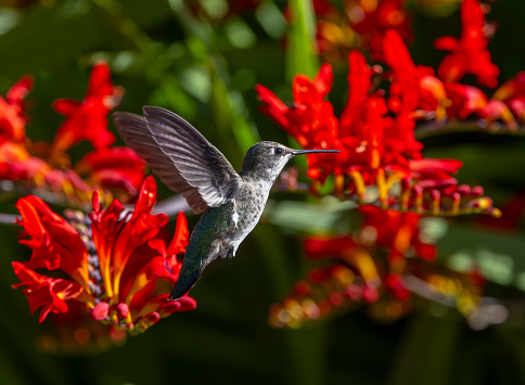 A female Anna's Hummingbird feeding on bright red flowers.