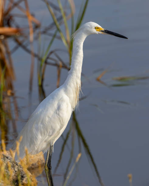istock Snowy Egret South Carolina Wildlife. 1781203115