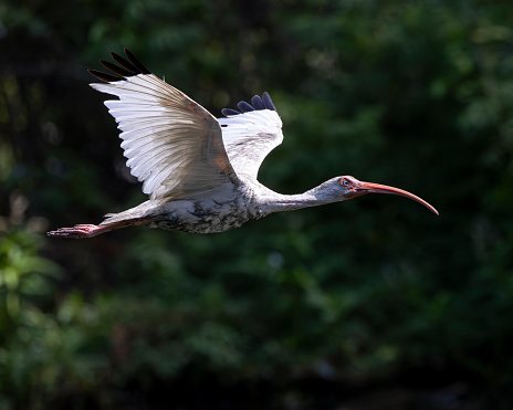 A very dirty Ibis flying over a swamp in the coastal region of South Carolina.