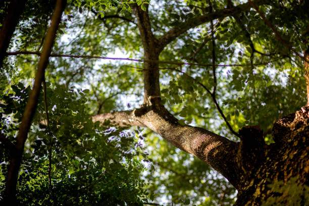 istock light at the top of the tree 1781203689