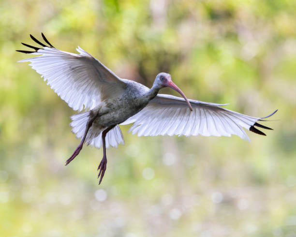 Ibis Wingspan Flight South Carolina Wildlife.