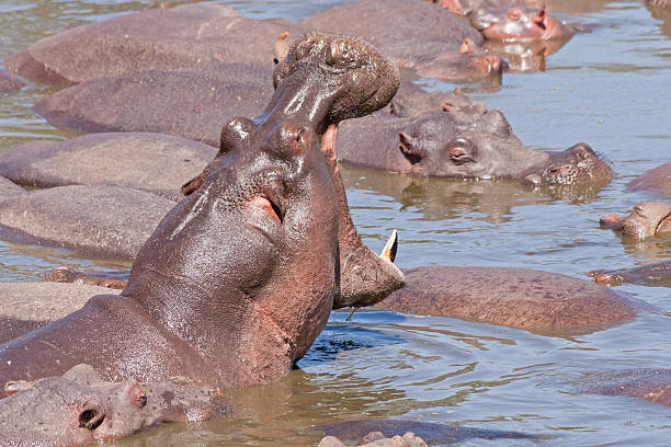 istock Hippopotamus with open jaws bathes in river among others 178120522