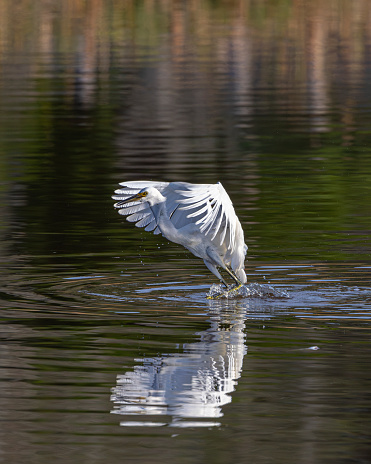 A snowy Egret attempts to catch a fish by skimming across the water on a lake in the coastal region of South Carolina.