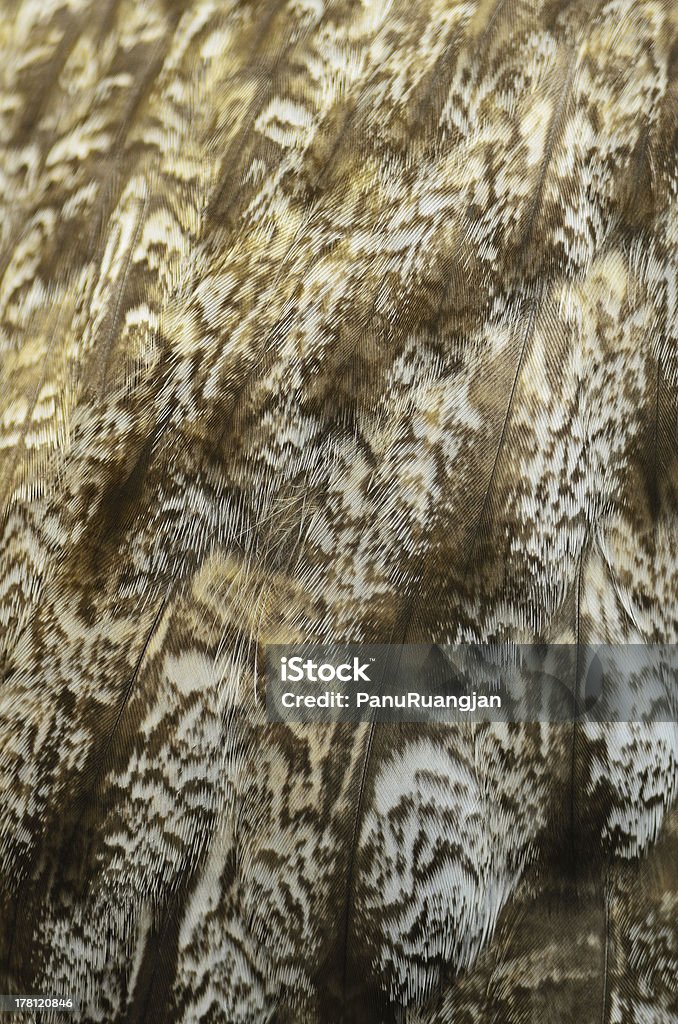 Un búho gris feathers - Foto de stock de Aire libre libre de derechos