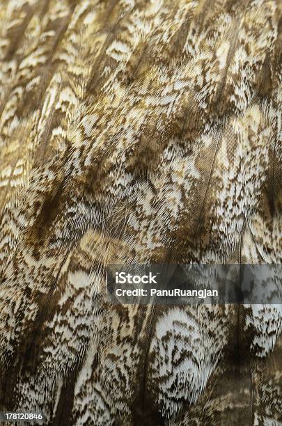 Un Búho Gris Feathers Foto de stock y más banco de imágenes de Aire libre - Aire libre, Alerta, Animal
