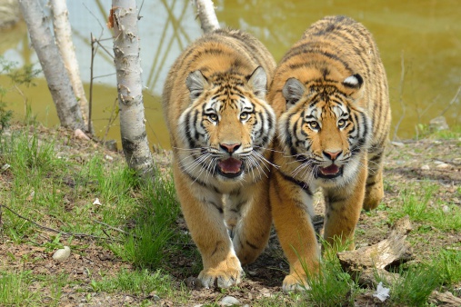 two young tigers walk side-by-side