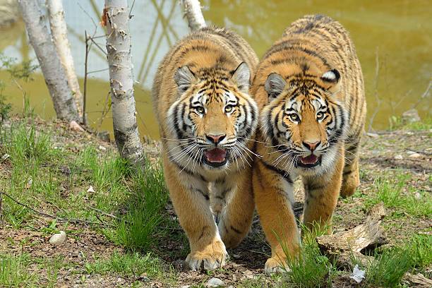 two tigers stock photo