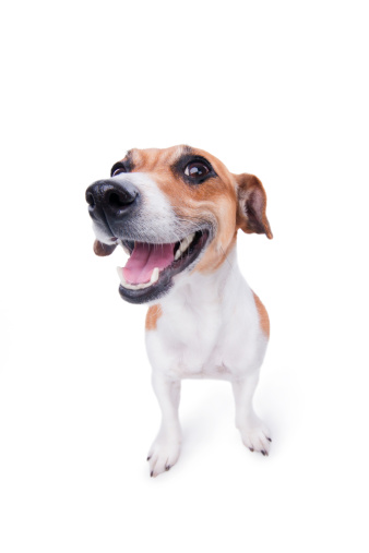 nice, cute dog Jack Russell terrier with pleasure looks at the camera and smiling. Chuckle. trick. 