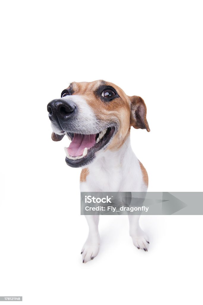 smile emotional animal nice, cute dog Jack Russell terrier with pleasure looks at the camera and smiling. Chuckle. trick.  Dog Stock Photo