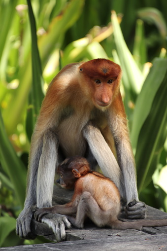 Mother Proboscis monkey grooming her baby in Sabah, Borneo