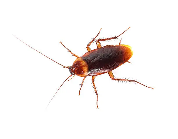 Photo of Cockroach on white background