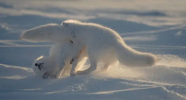 Arctic Fox (Alopex lagopus) in winter white pelage skirmish at Cape Churchill, Hudson Bay, Manitoba, Cananda.