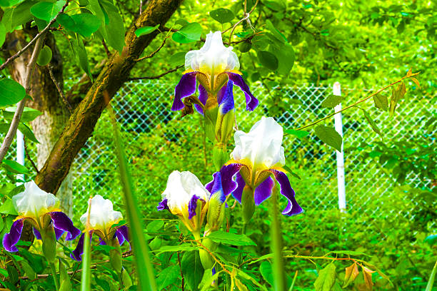 Fiori in giardino - foto stock