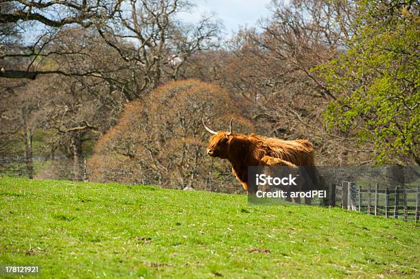 Vacuno De Montaña Foto de stock y más banco de imágenes de Aire libre - Aire libre, Animal, Con cuernos