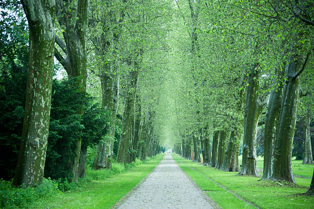 platanenallee - baumreihe imagens e fotografias de stock