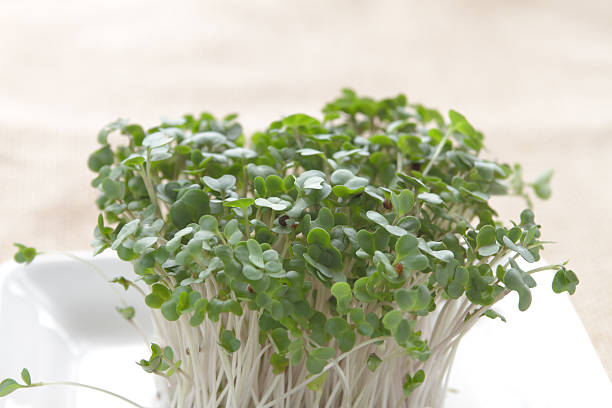 brócolos sprouts on placa branca - bud scar imagens e fotografias de stock