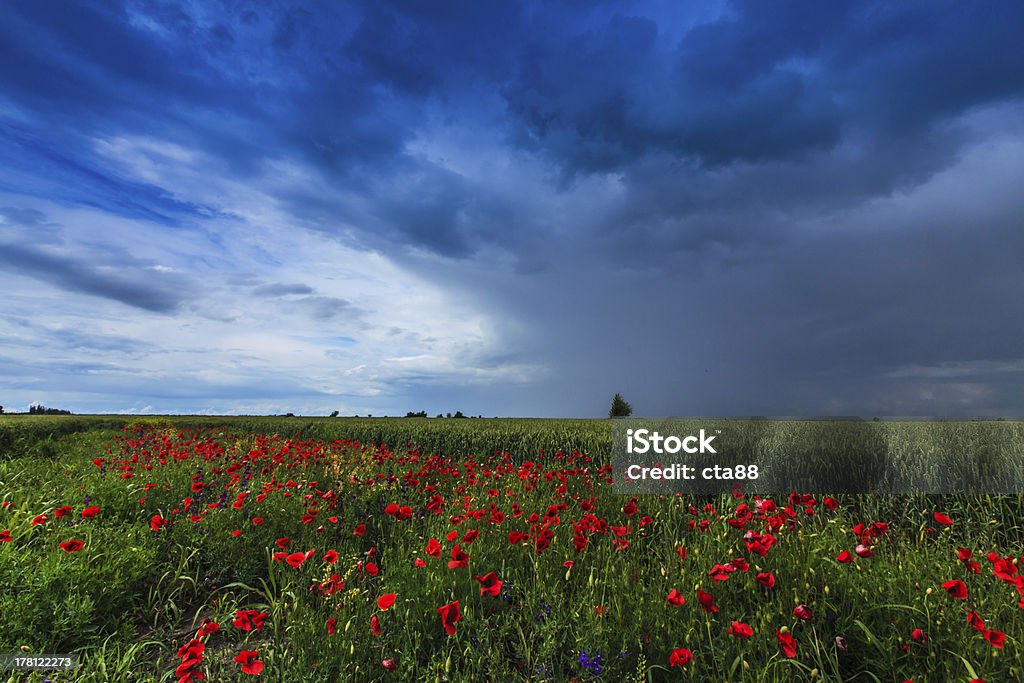 Bellissimo rurale campi in estate - Foto stock royalty-free di Agricoltura