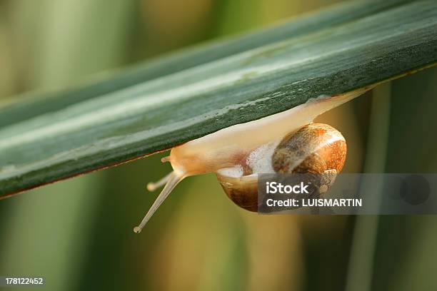 Photo libre de droit de Escargot banque d'images et plus d'images libres de droit de Aliment - Aliment, Animal invertébré, Antennes