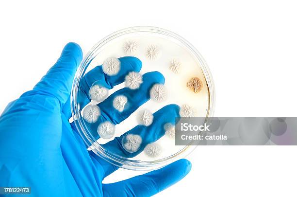 Foto de Organismos Geneticamente Modificados Cogumelos Na Placa De Ágar e mais fotos de stock de Amarelo