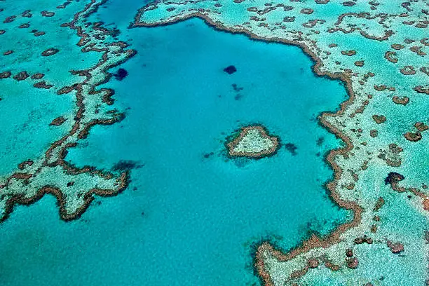 Aerial view of heart reef in whitsundays. Heart Reef is part of the Great Barrier Reef ecosystem.