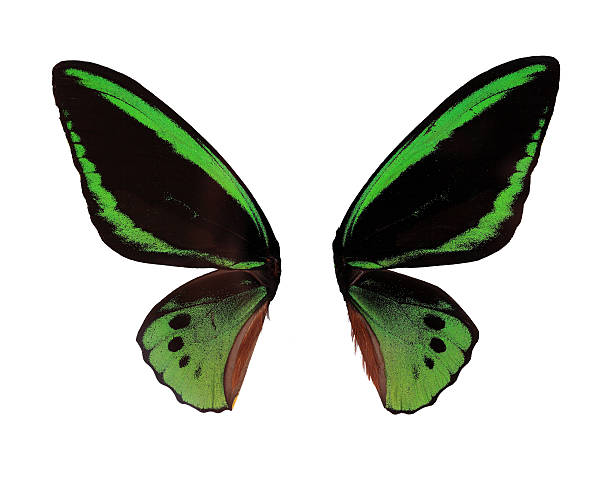 istock Wings Green Butterfly on white background 178123019