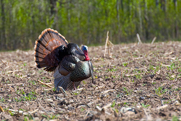 Wild Turkey Strutting stock photo