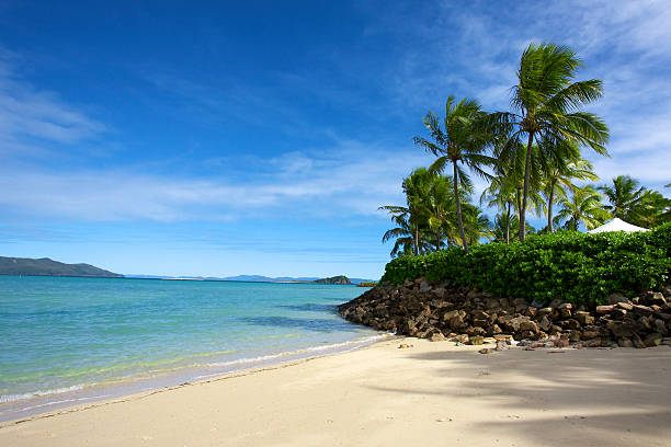 Árboles Tropical blue ocean - foto de stock