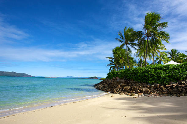 Tropical trees blue ocean Tropical island with coconut trees and a sandy beach, surrounded by blue ocean. Photograph taken on Hayman Island, Queensland Australia. coral sea photos stock pictures, royalty-free photos & images