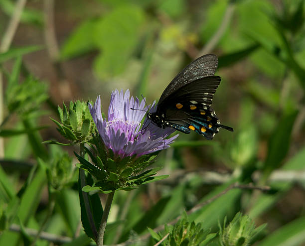 istock Butterfly on Stokes Aster Plant 178124174
