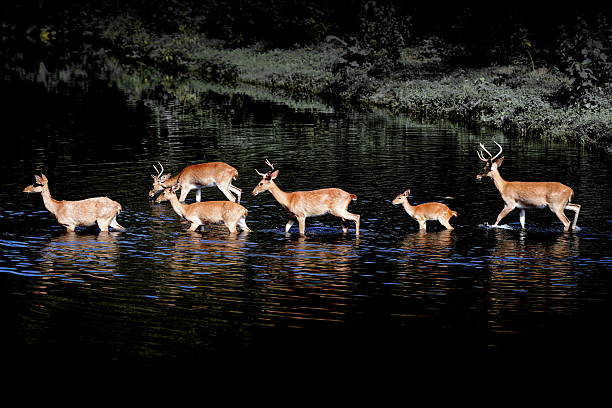 siamese eld's deers - brow antlered deer zdjęcia i obrazy z banku zdjęć