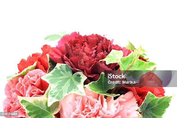 Clavel Foto de stock y más banco de imágenes de Arreglo floral - Arreglo floral, Clavel, Fondo blanco