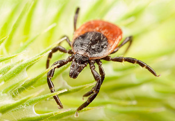 istock Red backed tick on a plant 178124655