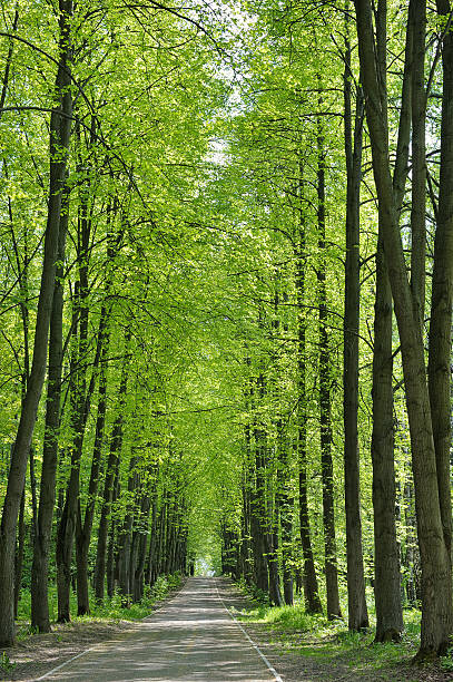 istock Alley in the park 178124658