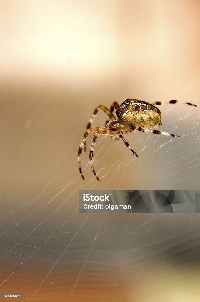 Spider on the web Close-up of Garden Spider (araneus diadematus) on the orb web Animal Stock Photo