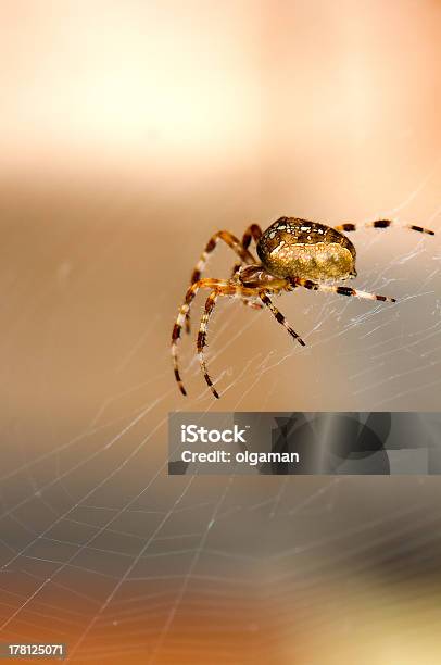 Spider On The Web Stock Photo - Download Image Now - Animal, Animal Markings, Arachnid