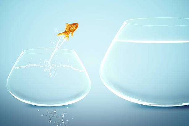 Goldfish in small fishbowl jump goldfish in small fishbowl watching goldfish jump into large fishbowl leap of faith stock pictures, royalty-free photos & images