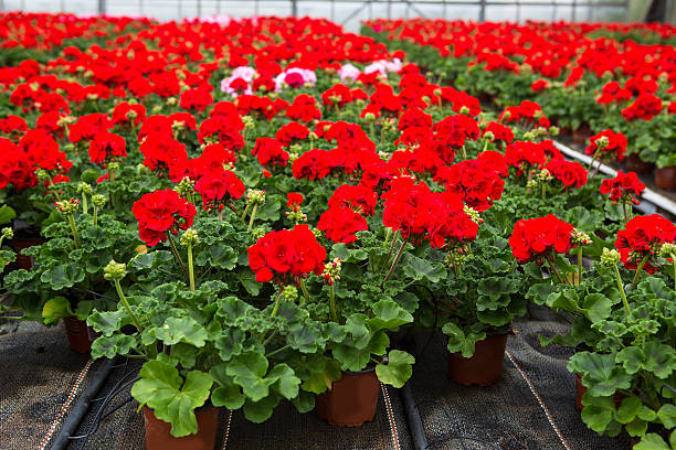 istock Greenhouse with blooming geranium flowers 178125222