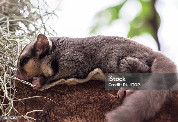 Piccolo Possum O Petauro Dello Zucchero - Fotografie stock e altre immagini di Animale - Animale, Bocca di animale, Capelli grigi